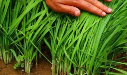 美国割韭菜爆料视频大全,视频大全深度剖析